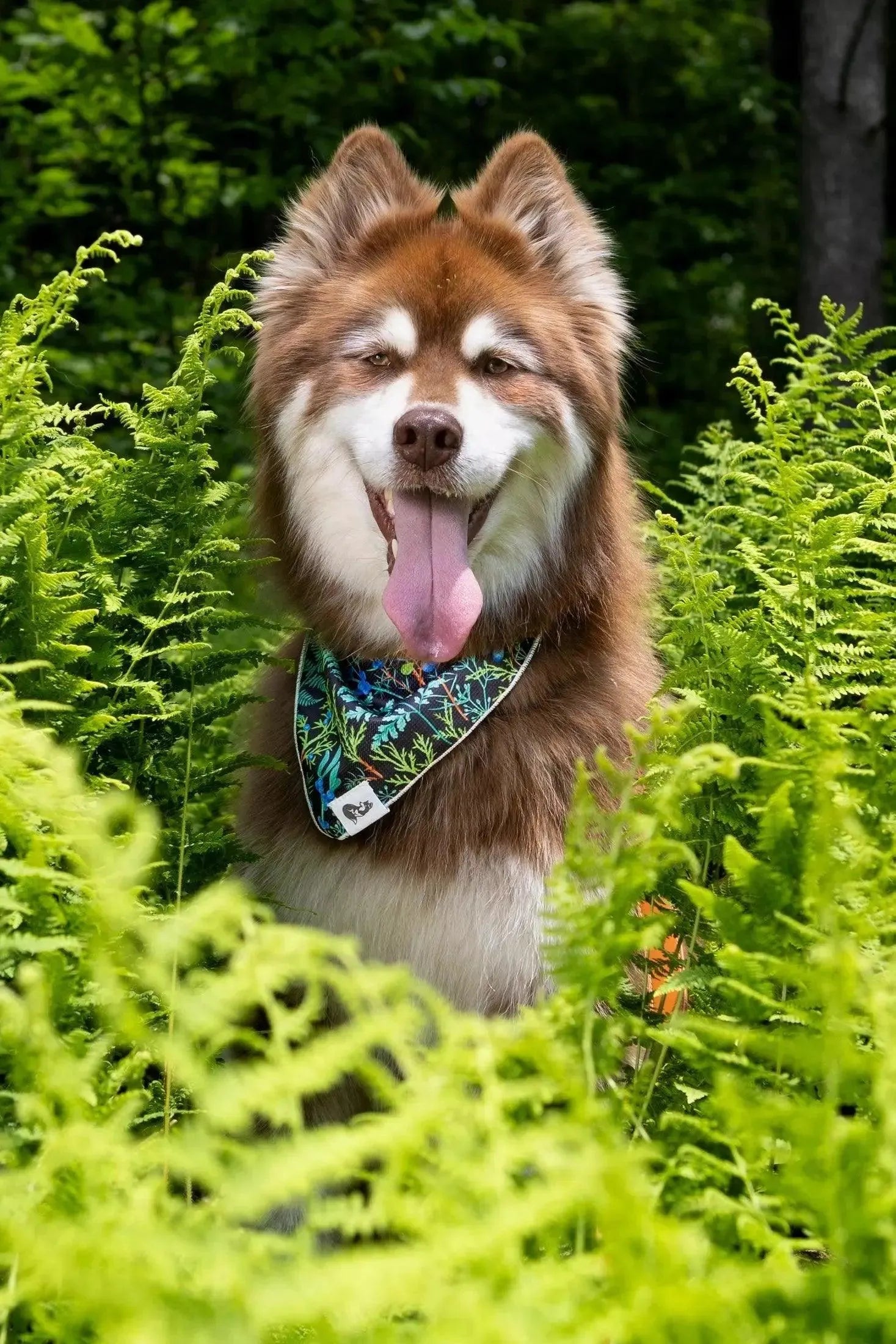 Set Same Pack: Bandana y Llavero Fern Forest
